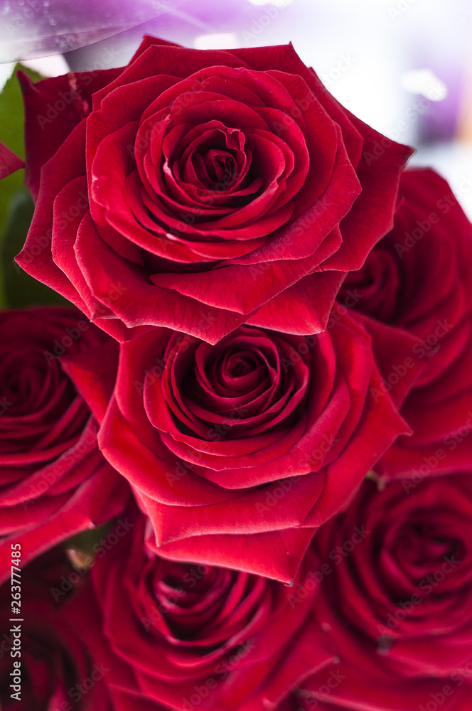 bouquet of red roses close-up, flower buds full frame bouquet of red roses close-up, flower buds full frame