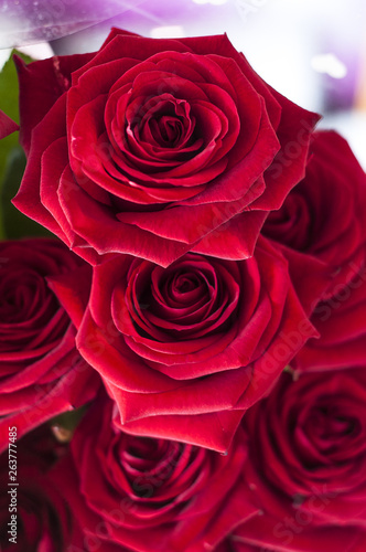 bouquet of red roses close-up  flower buds full frame