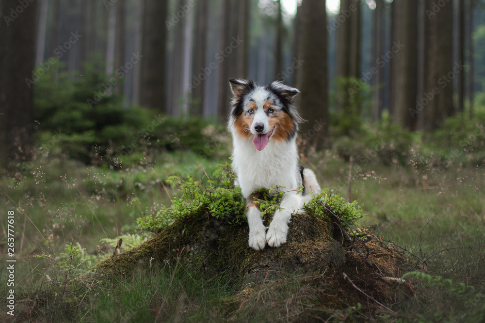 Australian Shepherd dog in the forest. pet for a walk Australian Shepherd dog in the forest. pet for a walk