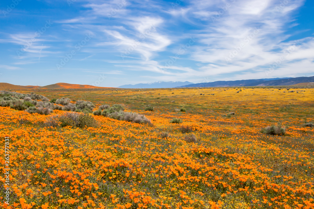 Landscape in Orange Poppy and Yellow Wildflowers under Blue Sky with White Clouds