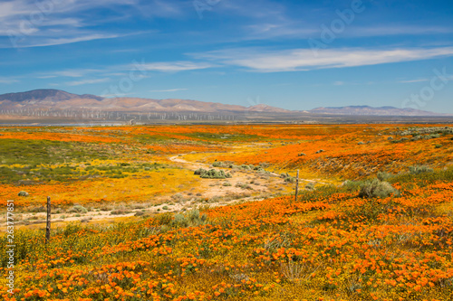 Desert Landscape Blooming with Wildflowers under Blue Sky