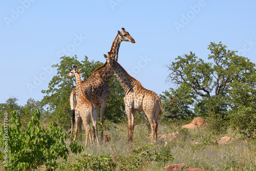 Giraffe   Giraffe   Giraffa Camelopardalis