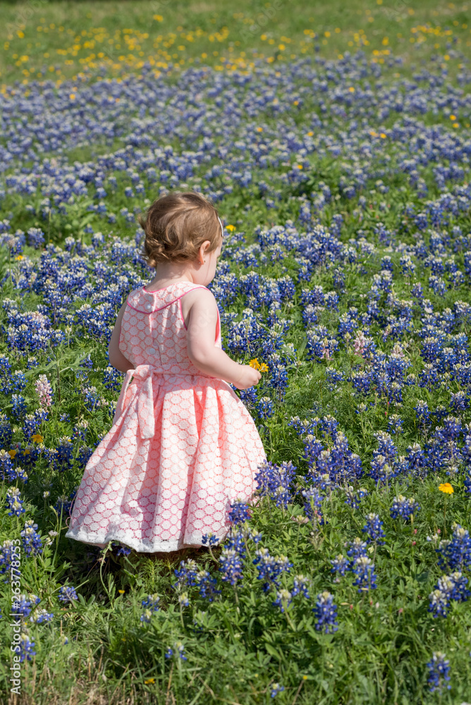 Young Toddler Girl Picking Flowers in Field of Blue Bonnets in Texas Young Toddler Girl Picking Flowers in Field of Blue Bonnets in Texas