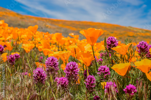 Field of bright orange poppies and purple owls clover wildflowers