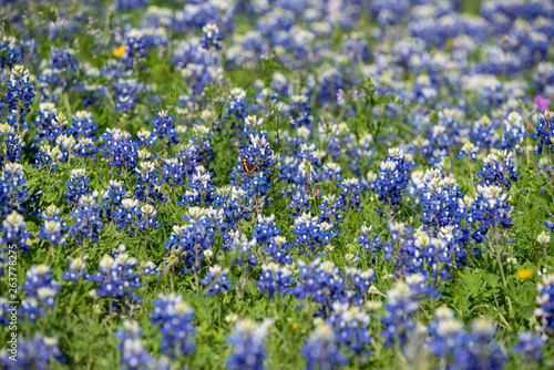 Field of Blue Bonnet Flowers Outside of San Antonio, Texas in 2019