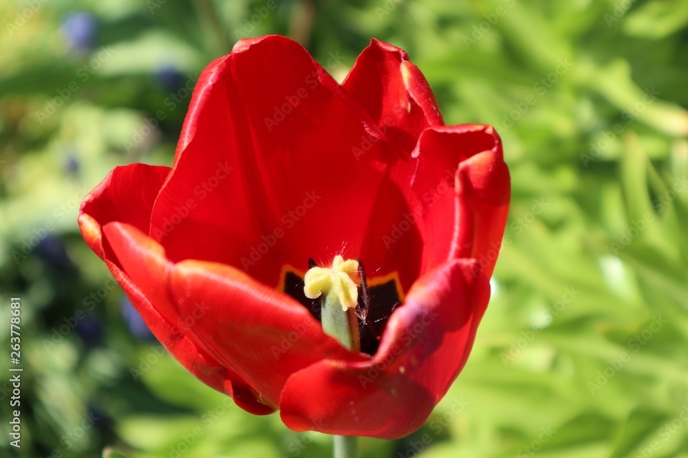Garten Frühling Ostern Garten Blumenbeet Garten Frühling Ostern Garten Blumenbeet