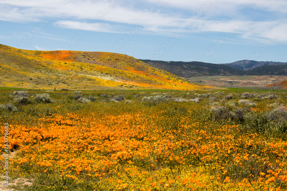 Vibrant Wildflower Landscape of Orange Yellow and Green under Blue Sky