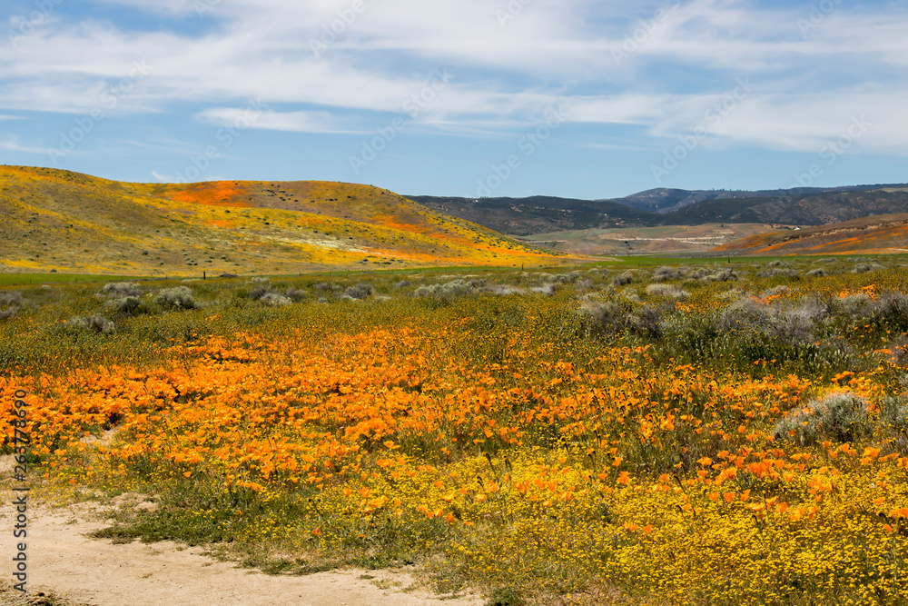 Vibrant Landscape of Wildflowers in Yellow Orange and Green Hills under Blue Sky
