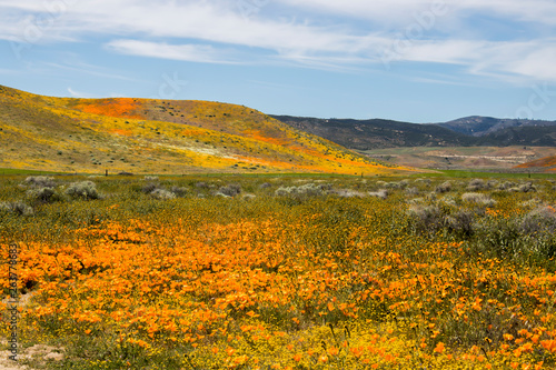 Vibrant Wildflower Landscape of Orange Yellow and Green under Blue Sky