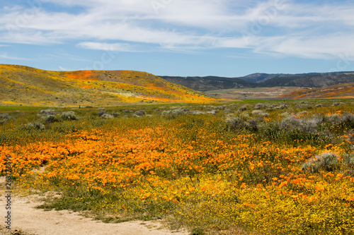 Vibrant Landscape of Wildflowers in Yellow Orange and Green Hills under Blue Sky