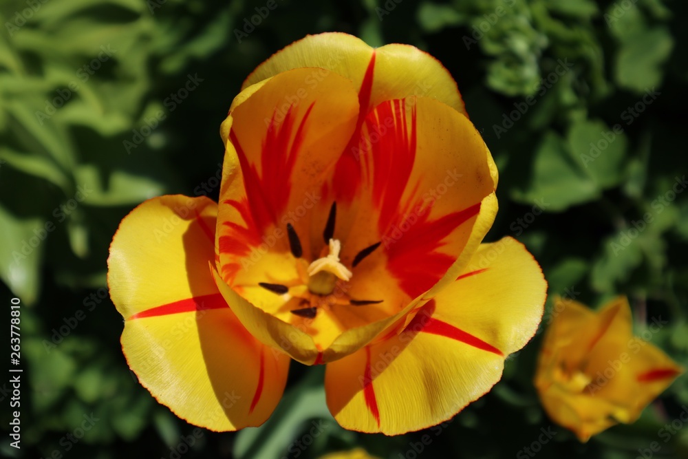 Garten Frühling Ostern Garten Blumenbeet Garten Frühling Ostern Garten Blumenbeet