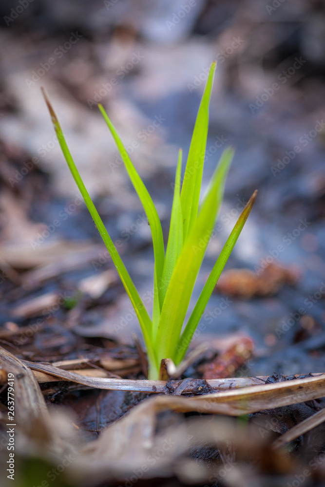 First Fresh Spring Green - Grass Emerging First Fresh Spring Green - Grass Emerging