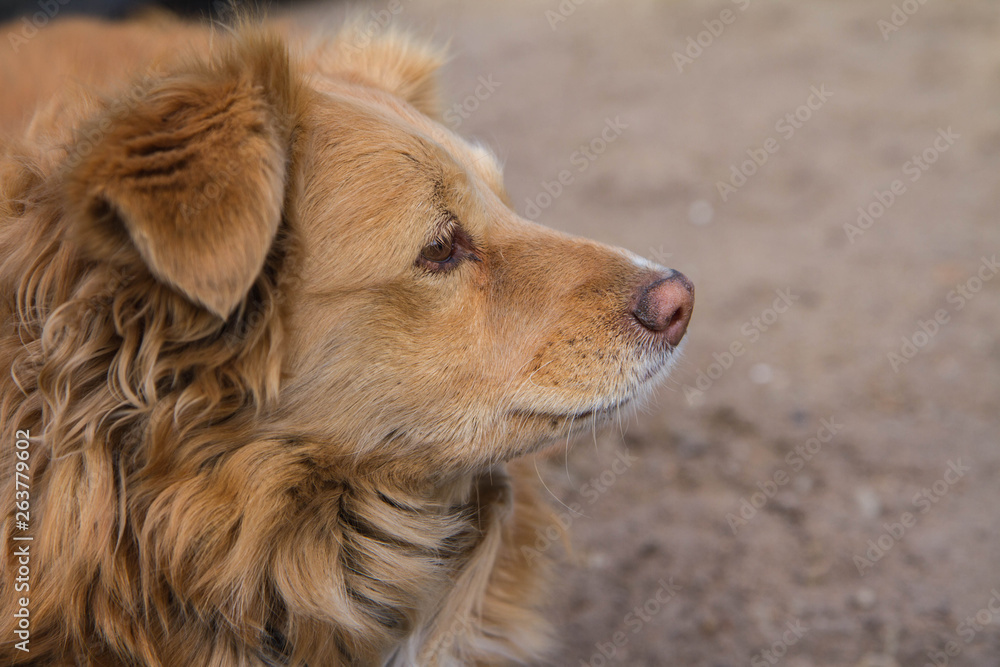 Close up of a cute red dog