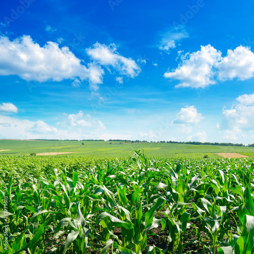 Fresh corn field with young plants and blue sky