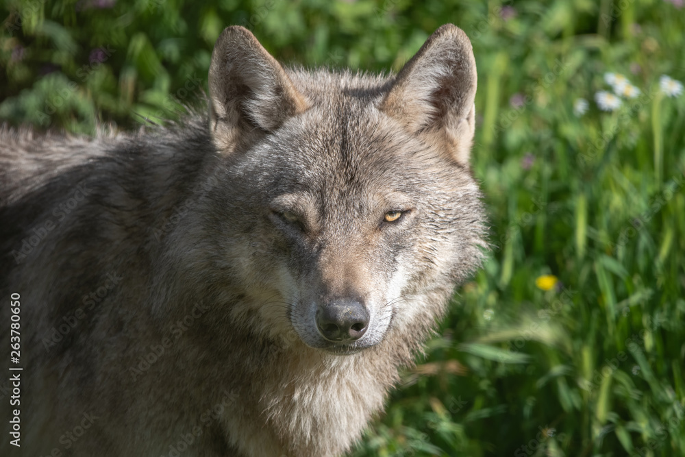 Fototapeta premium Gray wolf