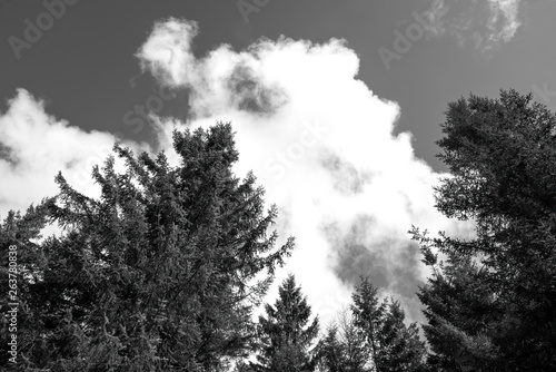 Spruce trees with clouds