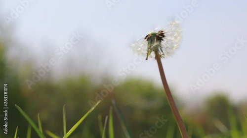 flower dandelion losing seeds in strong wind