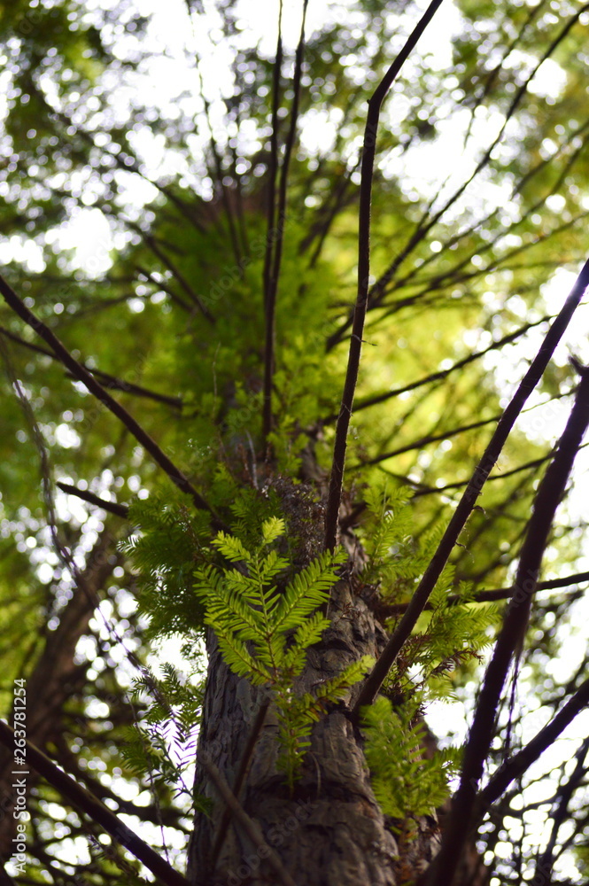 Fototapeta premium Redwoods in Cantabria