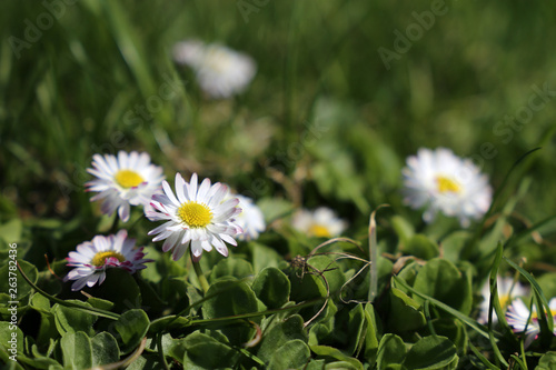 Chamomile flowers in the green grass. White daisies on sunny meadow, spring season background © Oleg
