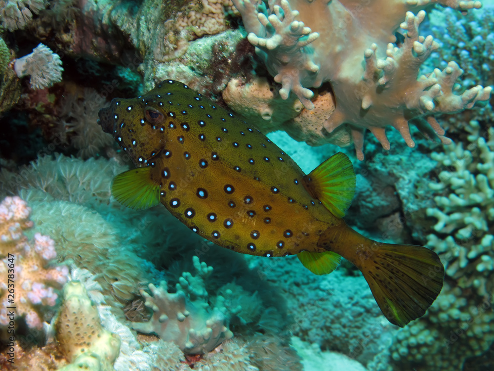 Yellow boxfish ( Ostracion cubicus) Taken in Red Sea, Egypt. Yellow boxfish ( Ostracion cubicus) Taken in Red Sea, Egypt.