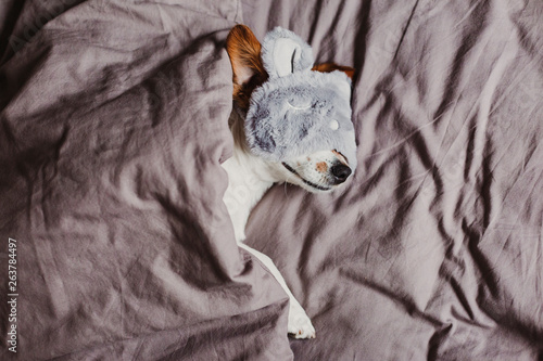 Fototapeta Naklejka Na Ścianę i Meble -  cute small dog lying on bed and wearing a rabbit sleeping mask. Pets indoors at home