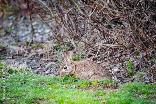 A Grass Munching Bunny © Gloria Moeller