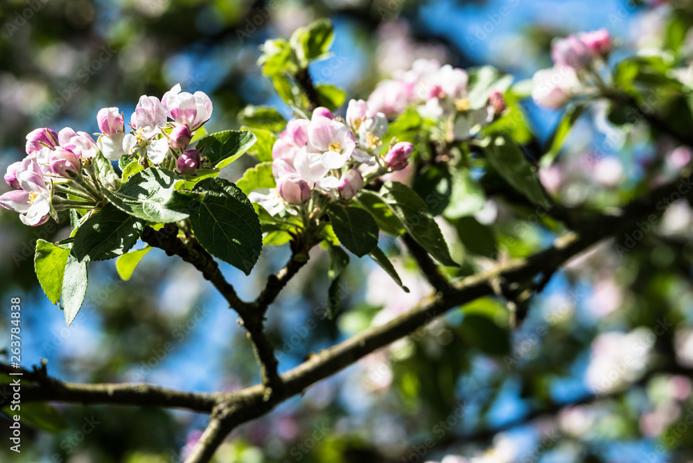 Apfelblüte Apfelblüte