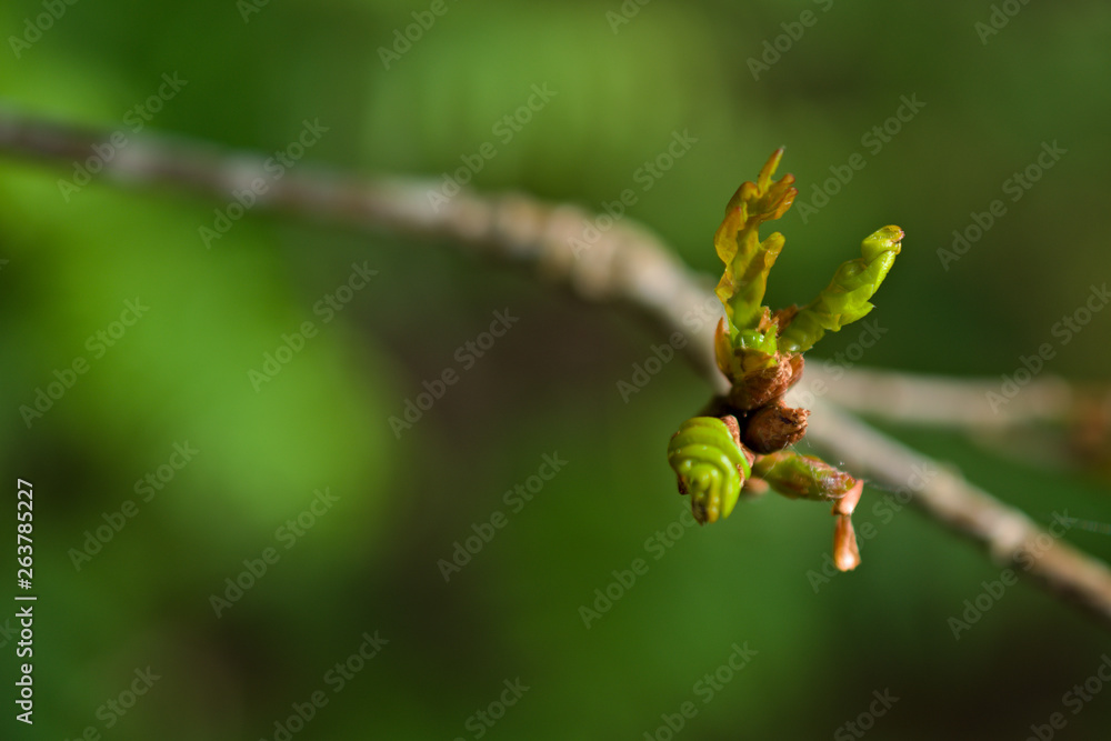 Young leaves of a quercus robur (European oak) growing on the tree, in northwestern Spain Young leaves of a quercus robur (European oak) growing on the tree, in northwestern Spain