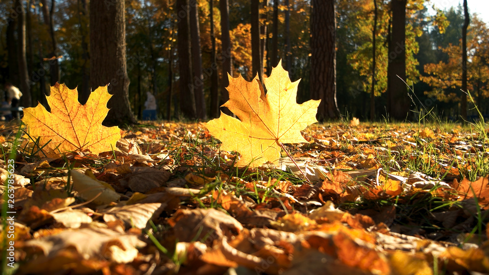 Fall leaf on ground with sunlight. Sunny autumn landscape in bright sunrays. Beautiful autumn scene. Fall leaf on ground with sunlight. Sunny autumn landscape in bright sunrays. Beautiful autumn scene.