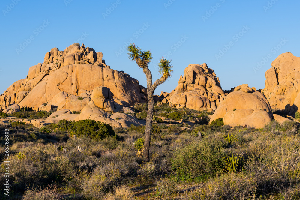 Sandstone boulders and rock formations and a lone Joshua tree in Joshua Tree National Park