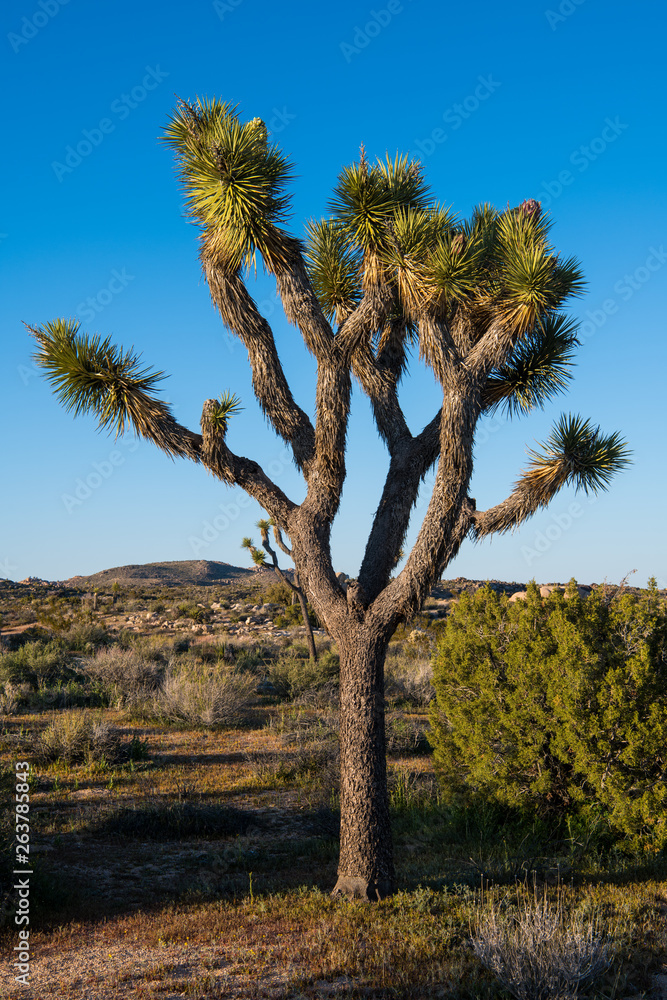 Joshua tree in the desert landscape of the Mojave Desert in Joshua Tree National Park - vertical orientation