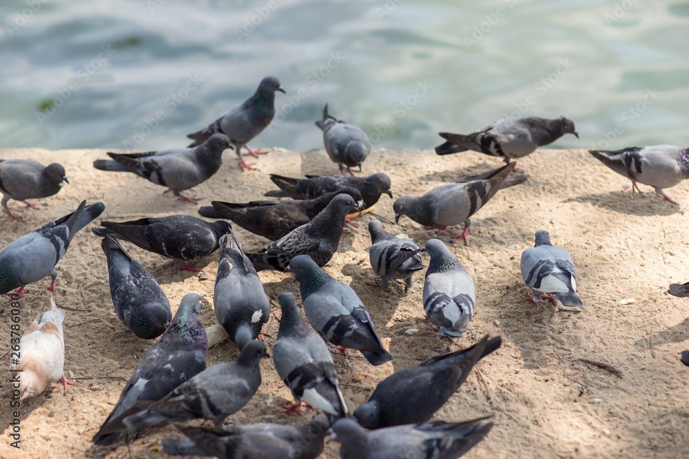 A Group of Pigeons.hungry feral pigeons eating on park . A Group of Pigeons.hungry feral pigeons eating on park .