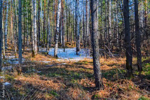 Fototapeta Naklejka Na Ścianę i Meble -  Early spring scene melts snow in the forest.