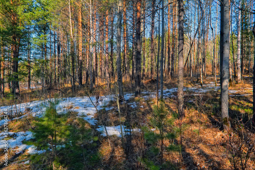 Early spring scene melts snow in the forest.