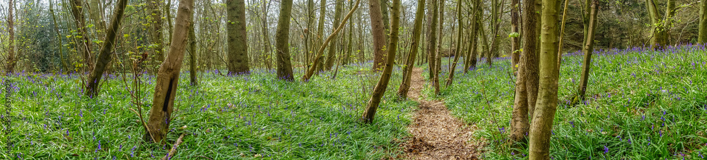 Blue bells flowering in April 2019 in Champsill Coppice near the village of Worsfield in Shropshire, Rngland, UK Blue bells flowering in April 2019 in Champsill Coppice near the village of Worsfield in Shropshire, Rngland, UK