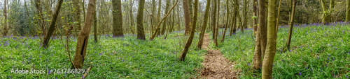 Blue bells flowering in April 2019 in Champsill Coppice near the village of Worsfield in Shropshire, Rngland, UK
