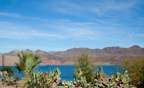 Cactus and desert plants, Lake Havasu, Arizona, US, 2017.