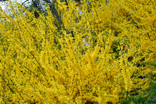 Forsythia flowers in front of with green grass and blue sky. Golden Bell, Border Forsythia (Forsythia x intermedia, europaea) blooming in spring garden bush