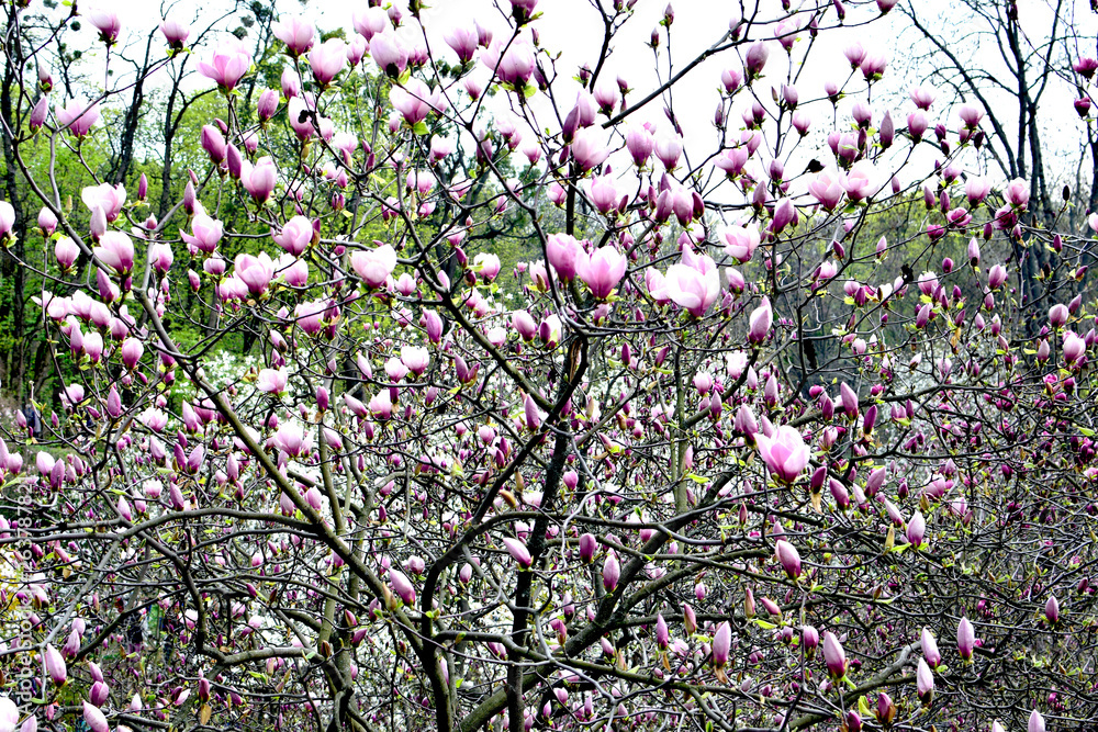 Beautiful blooming magnolias tree in spring. Blossoming of pink magnolia flowers in spring time, floral background. Blooming background. Beautiful blooming magnolias tree in spring. Blossoming of pink magnolia flowers in spring time, floral background. Blooming background.