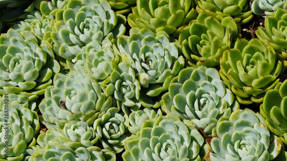 Obraz premium green plant background