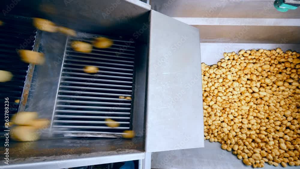 Top view of potato tubers falling into the container Top view of potato tubers falling into the container