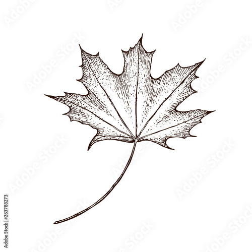 Maple leaf. Vector vintage engraved illustration. Isolated on white background Vector maple autumn drawing leaf. Hand drawn detailed botanical illustration