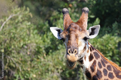 Canvas Print Giraffe / Giraffe / Giraffa Camelopardalis