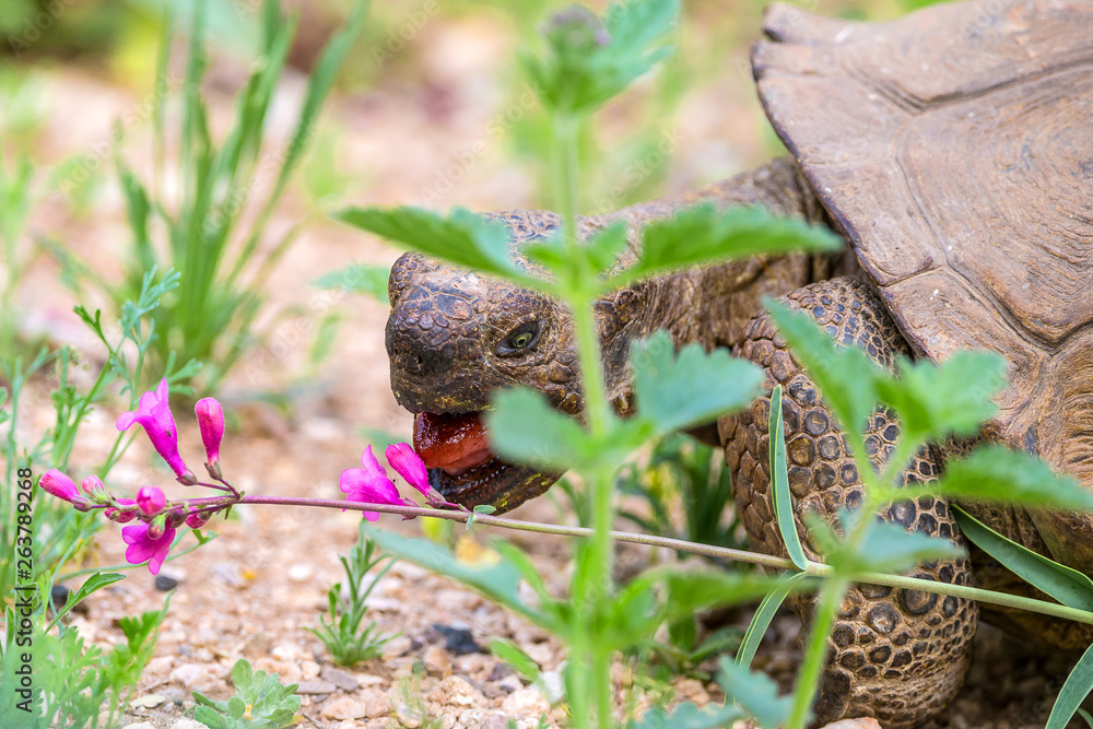 Obraz premium Desert Tortiose 