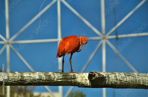 redredorange