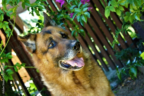 Canino veinteañero