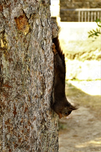 WildNutt