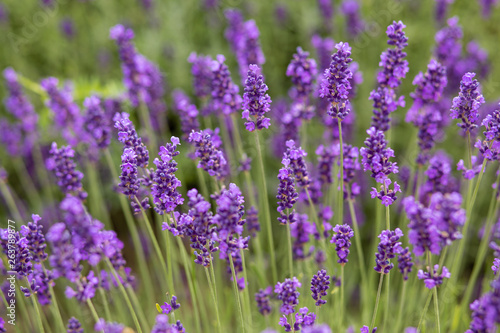 Soft focus on lavender flower, beautiful lavender flower © Laima