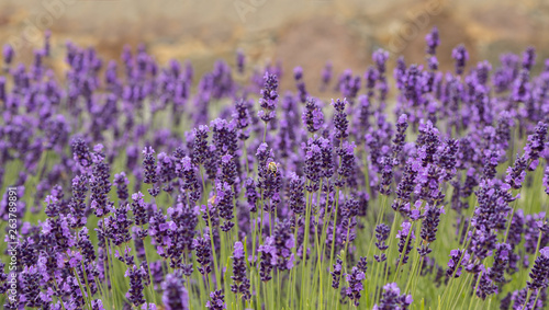 Soft focus on lavender flower  beautiful lavender flower