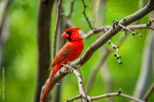 Photo Cardinal